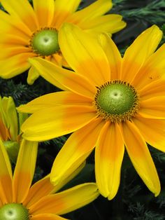 yellow flowers with green centers in the middle