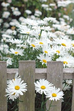 white daisies growing behind a wooden fence