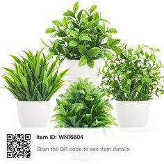 four potted plants are shown with qr code to see them details on this page