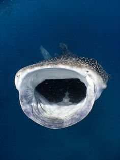 a fish with its mouth open in the water