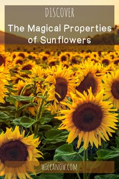 sunflowers in the middle of a field with text overlay that reads discovering the magic properties of sunflowers