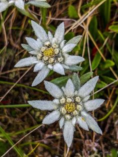 two white flowers with yellow stamens in the middle of some grass and weeds