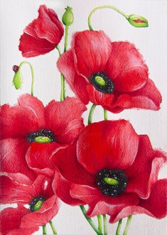 a painting of red poppies on a white paper with green stems in the center