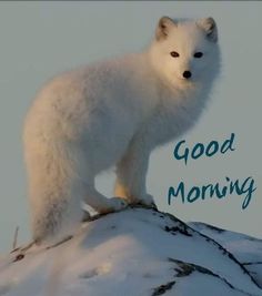 a white polar bear standing on top of a snow covered hill with the words good morning