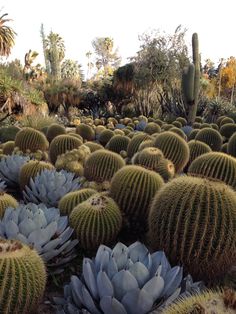 many different types of cactus plants in the desert