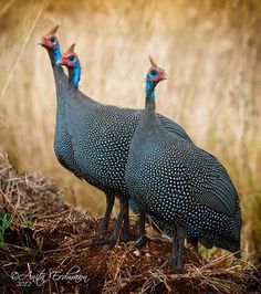 two birds standing next to each other on top of a pile of dirt and grass