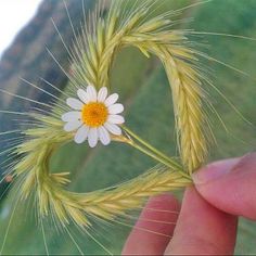 a person holding a flower in their hand with the words, but my father is and my merry shall be with him