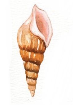 a watercolor painting of a sea shell