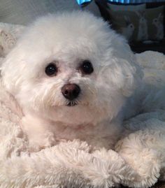 a small white dog laying on top of a blanket