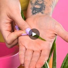 Aloa Vera, Five Minute Crafts, Aloe Vera Uses, Patio Indoor, Homemade Cleaning Solutions, Plant Hacks, Aloe Plant, Aloe Vera Plant, Fertilizer For Plants