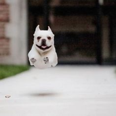 a small white dog jumping up into the air