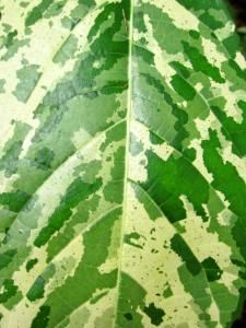 a green and white leaf is shown in close up view, with spots all over it