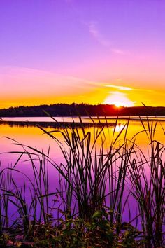 the sun is setting over a lake with tall grass