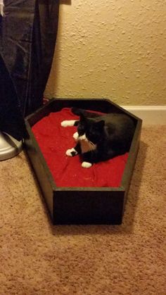 a black and white cat laying on top of a red blanket in a dog bed