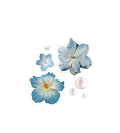 blue flowers and pearls on a white background