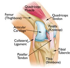 Patella Anatomy, Shoe Doodles, Biology Flashcards, Anatomi Dan Fisiologi, Knee Anatomy, Physiotherapy Student, Ear Reflexology, Patellofemoral Pain Syndrome, Medical Drawings