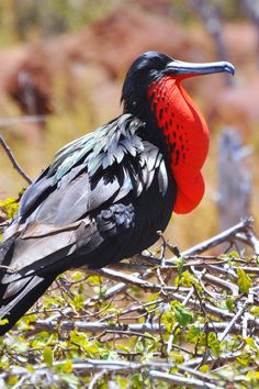 17 Beautiful Birds of Florida | Magnificent Frigatebird Magnificent Frigatebird, Long Eared Jerboa, Pale Tan, American Animals, Nature Birds, Big Bird, Sea Birds, Colorful Birds, Animal Photo