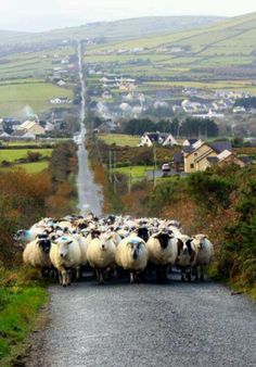 a herd of sheep walking down a road