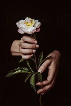 a person holding a flower in their hands by an unknown subject for stockstations