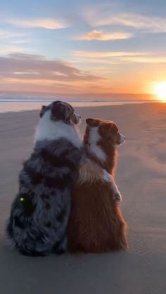 two dogs are sitting on the beach at sunset