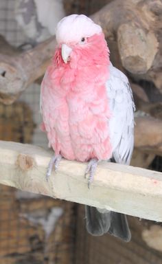 a pink and white bird sitting on top of a wooden perch in a caged area