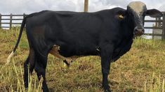 a large black cow standing on top of a grass covered field next to a wooden fence