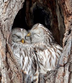 two owls are sitting in the hollow of a tree