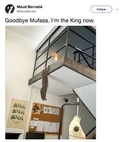 a cat climbing up the side of a loft bed with another cat sitting on top of it