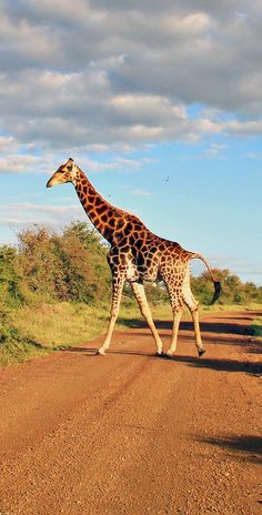 a giraffe crossing a dirt road in the wild