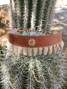 a cactus with a leather belt on it