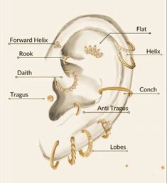 an ear diagram with all the parts labeled