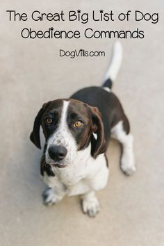 a brown and white dog sitting on top of a floor next to a sign that says dogs will understand your pain better than any human