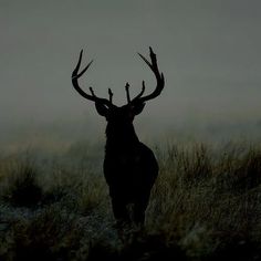 a deer standing in the middle of a grass covered field at night with its antlers spread out