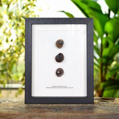 three rocks in a black frame sitting on a wooden table next to some green plants