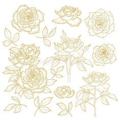 an image of different types of roses