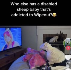 two stuffed animals sitting on top of a bed in front of a tv with the caption, who else has a disabled sheep baby that's added to wipeout?