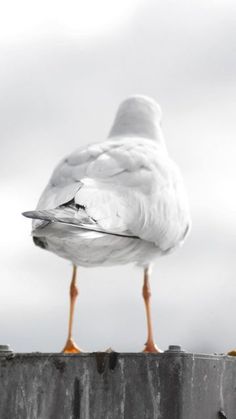 a seagull sitting on top of a wooden post