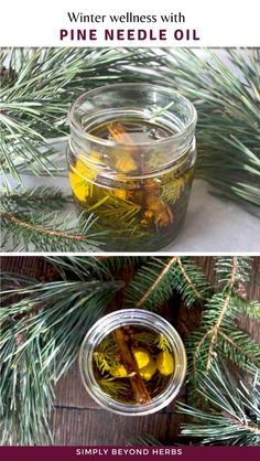 Learn How to Make Pine Needle Oil with our DIY Beauty & Homemade Beauty Products tutorial. This pine-infused oil is not only great for skin and hair but also brings a comforting warmth in winter. Perfect for enthusiasts of homemade skin care and natural herbs. Find more herbs for health, natural remedies, and natural health tips at simplybeyondherbs.com.