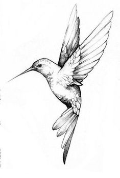 a drawing of a hummingbird flying in the air