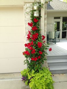 red flowers growing up the side of a house