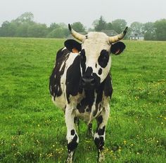 a black and white cow standing in the middle of a field with yellow dandelions