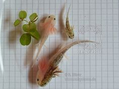 two small fish on a white surface next to some green plants