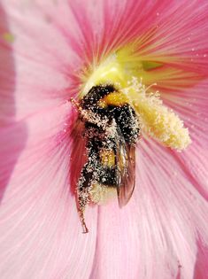 a close up of a bee on a pink flower with pollen in it's center