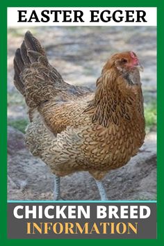 a chicken standing on top of a dirt ground next to a green sign with the words chicken breed information