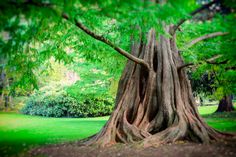 a large tree in the middle of a park