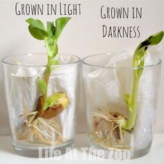 Bean Growing - a classic childhood science activity - add an extra learning element, by growing one bean in "light" and the other "in the dark". Ks1 Science Experiments, Bean Growing, Plants Life Cycle Activities, Classic Classroom, Experiment Science, Growing Beans, Planting For Kids, Life Cycles Activities, At Home Science Experiments