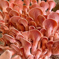 a bunch of mushrooms that are on the ground