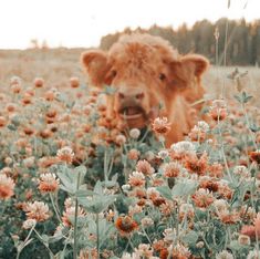 a brown cow standing in a field of flowers