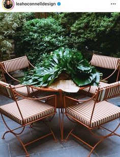 four chairs around a table with a plant on it and some plants in the middle