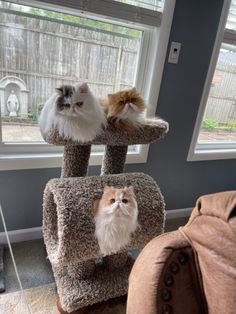 two cats sitting on top of a cat tree in front of a window and one is looking at the camera